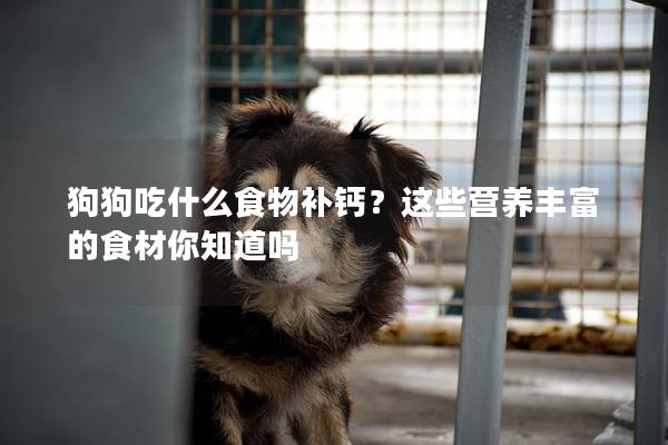 狗狗吃什么食物補鈣?這些營養豐富的食材你知道嗎 狗狗吃什么食物補鈣?這些營養豐富的食材你知道嗎