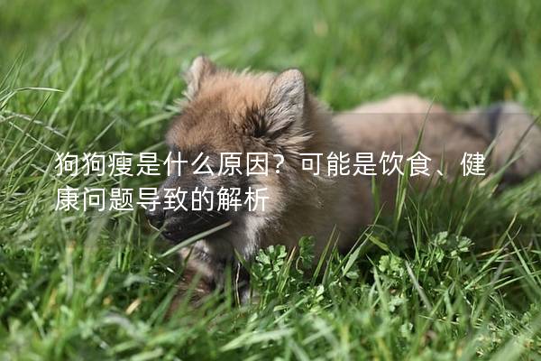 狗狗瘦是什么原因？可能是飲食、健康問題導致的解析
