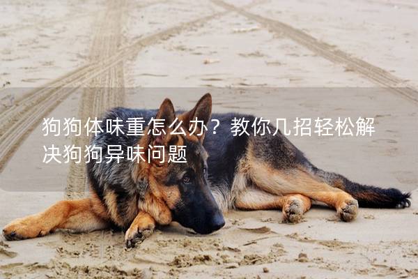 狗狗體味重怎么辦？教你幾招輕松解決狗狗異味問題