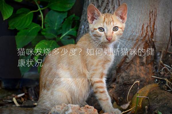 貓咪發(fā)燒多少度？如何判斷貓咪的健康狀況