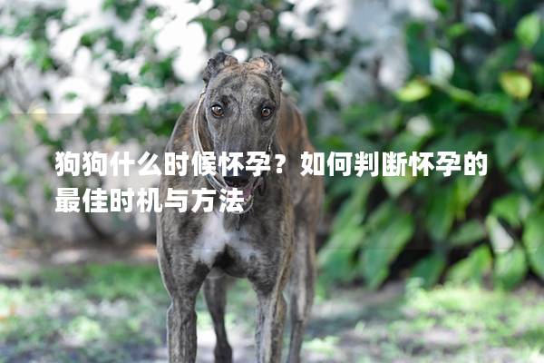 狗狗什么時候懷孕？如何判斷懷孕的最佳時機(jī)與方法
