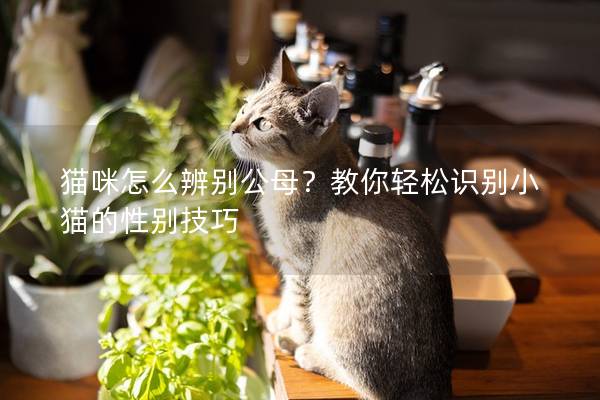 貓咪怎么辨別公母?教你輕松識別小貓的性別技巧 貓咪怎么辨別公母?教你輕松識別小貓的性別技巧