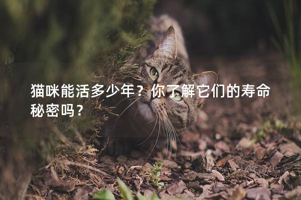 貓咪能活多少年？你了解它們的壽命秘密嗎？