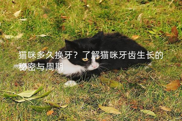 貓咪多久換牙？了解貓咪牙齒生長的秘密與周期