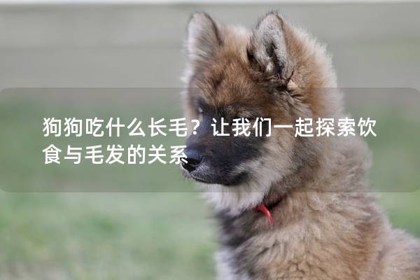 狗狗吃什么長毛？讓我們一起探索飲食與毛發的關系