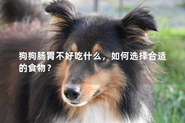 狗狗腸胃不好吃什么，如何選擇合適的食物？