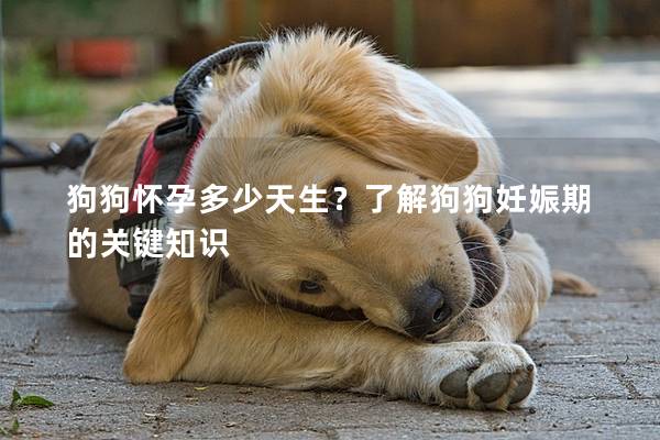 狗狗懷孕多少天生？了解狗狗妊娠期的關鍵知識
