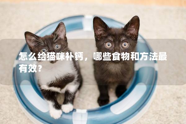 怎么給貓咪補鈣，哪些食物和方法最有效？
