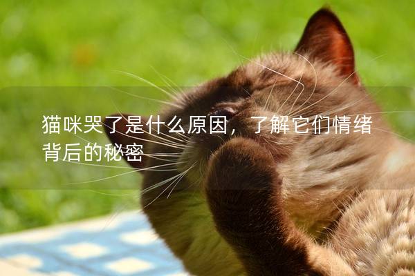貓咪哭了是什么原因，了解它們情緒背后的秘密