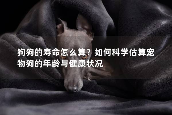 狗狗的壽命怎么算？如何科學估算寵物狗的年齡與健康狀況