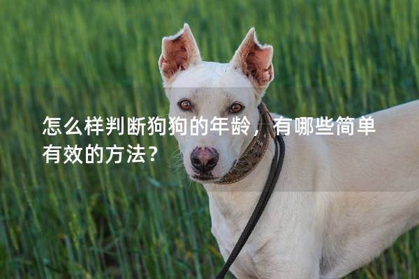 怎么樣判斷狗狗的年齡，有哪些簡單有效的方法？