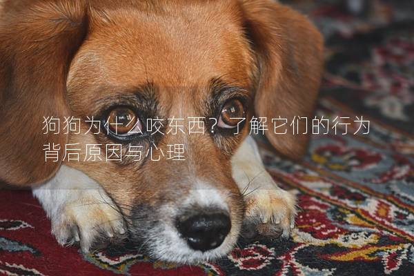 狗狗為什么咬東西？了解它們的行為背后原因與心理