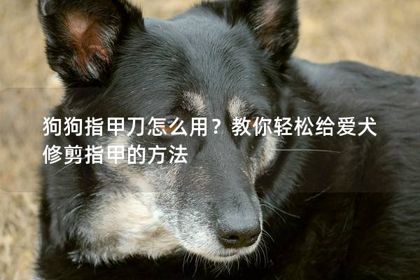 狗狗指甲刀怎么用？教你輕松給愛犬修剪指甲的方法