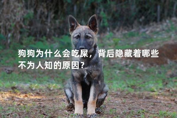 狗狗為什么會吃屎，背后隱藏著哪些不為人知的原因？