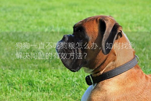 狗狗一直不吃狗糧怎么辦，如何找到解決問題的有效方法？