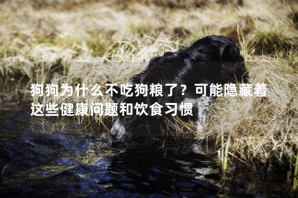 狗狗為什么不吃狗糧了？可能隱藏著這些健康問(wèn)題和飲食習(xí)慣