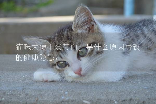 貓咪大便干燥帶血，是什么原因導致的健康隱患？
