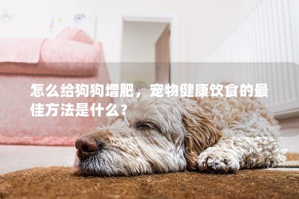 怎么給狗狗增肥，寵物健康飲食的最佳方法是什么？