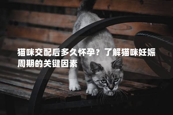 貓咪交配后多久懷孕？了解貓咪妊娠周期的關鍵因素