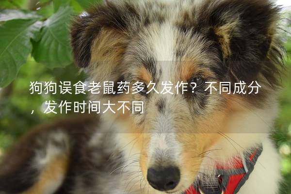 狗狗誤食老鼠藥多久發作？不同成分，發作時間大不同