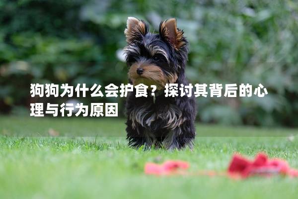 狗狗為什么會護食？探討其背后的心理與行為原因