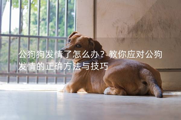公狗狗發(fā)情了怎么辦？教你應對公狗發(fā)情的正確方法與技巧
