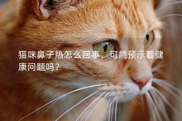 貓咪鼻子熱怎么回事，可能預示著健康問題嗎？