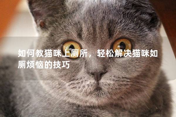 如何教貓咪上廁所，輕松解決貓咪如廁煩惱的技巧