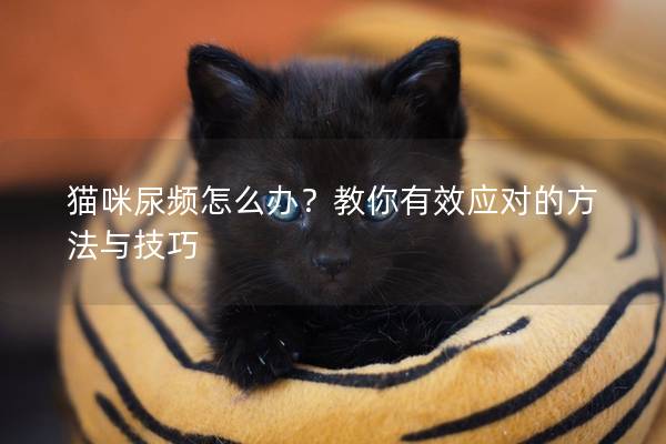 貓咪尿頻怎么辦？教你有效應對的方法與技巧