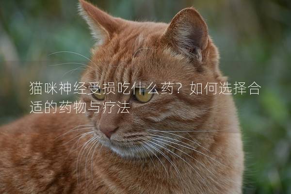 貓咪神經受損吃什么藥？如何選擇合適的藥物與療法