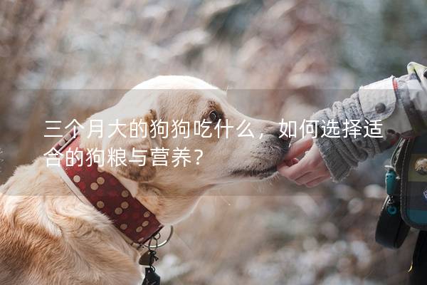三個月大的狗狗吃什么，如何選擇適合的狗糧與營養？