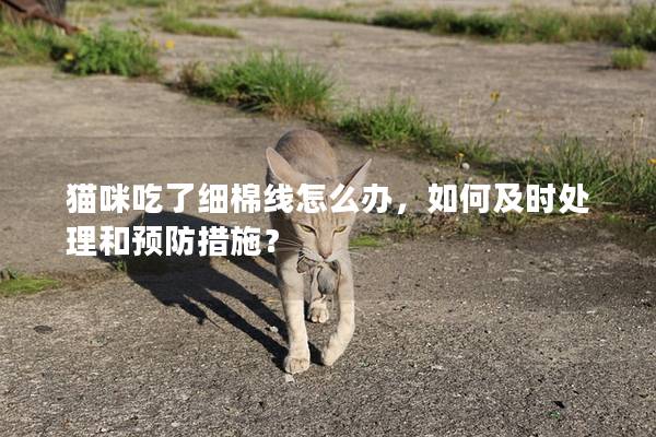 貓咪吃了細(xì)棉線怎么辦，如何及時(shí)處理和預(yù)防措施？