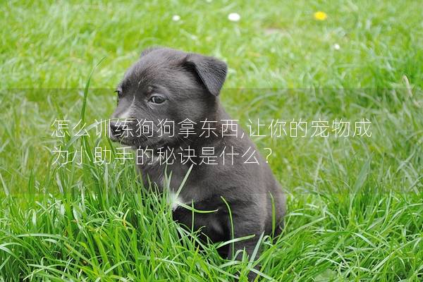 怎么訓練狗狗拿東西,讓你的寵物成為小助手的秘訣是什么？