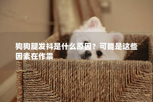 狗狗腿發抖是什么原因？可能是這些因素在作祟