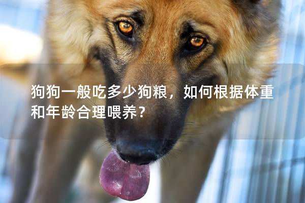 狗狗一般吃多少狗糧，如何根據體重和年齡合理喂養？