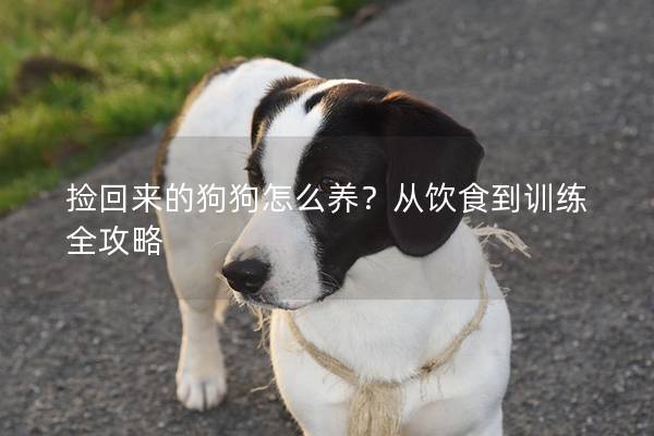 撿回來(lái)的狗狗怎么養(yǎng)？從飲食到訓(xùn)練全攻略