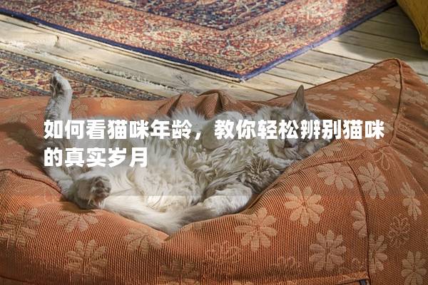 如何看貓咪年齡，教你輕松辨別貓咪的真實歲月
