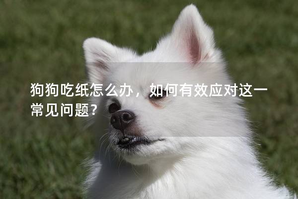 狗狗吃紙怎么辦，如何有效應對這一常見問題？