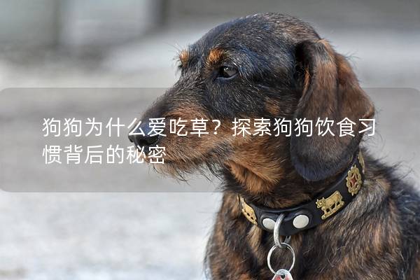 狗狗為什么愛吃草?探索狗狗飲食習慣背后的秘密 狗狗為什么愛吃草?探索狗狗飲食習慣背后的秘密