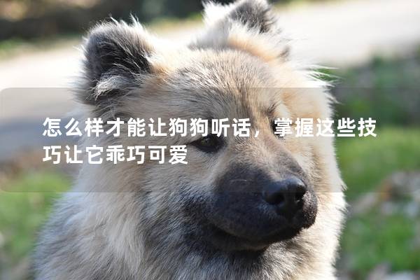 怎么樣才能讓狗狗聽話，掌握這些技巧讓它乖巧可愛