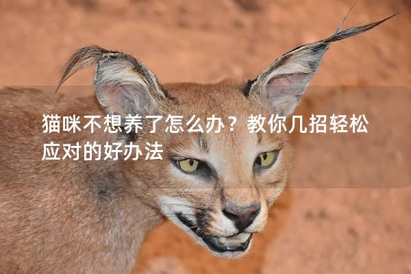 貓咪不想養(yǎng)了怎么辦？教你幾招輕松應(yīng)對(duì)的好辦法