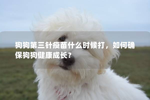 狗狗第三針疫苗什么時候打，如何確保狗狗健康成長？