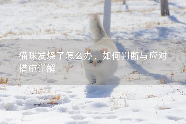 貓咪發燒了怎么辦，如何判斷與應對措施詳解
