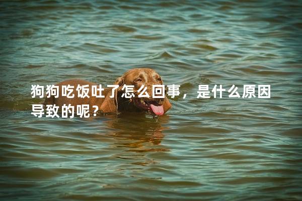 狗狗吃飯吐了怎么回事，是什么原因導致的呢？