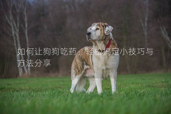 如何讓狗狗吃藥，輕松搞定小技巧與方法分享