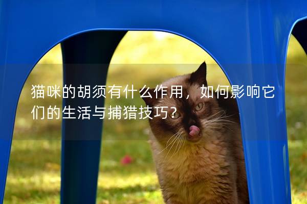 貓咪的胡須有什么作用，如何影響它們的生活與捕獵技巧？