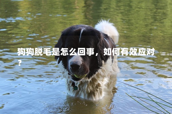 狗狗脫毛是怎么回事，如何有效應對？