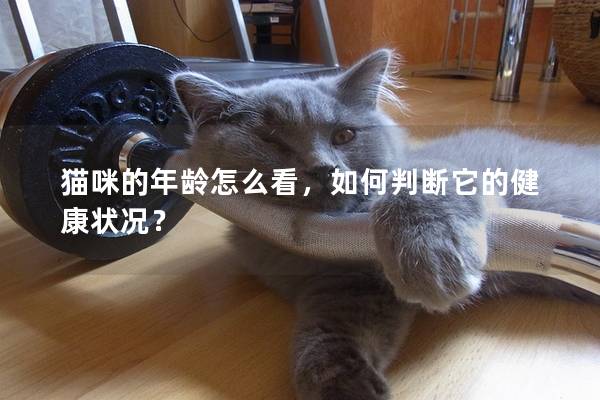 貓咪的年齡怎么看，如何判斷它的健康狀況？