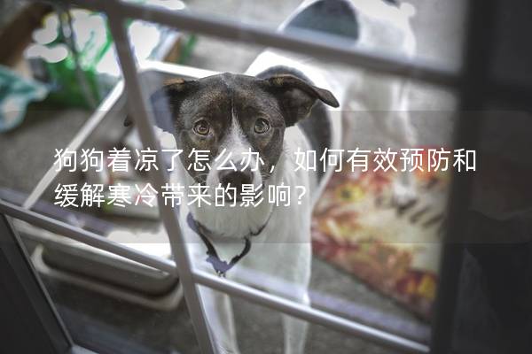 狗狗著涼了怎么辦，如何有效預防和緩解寒冷帶來的影響？