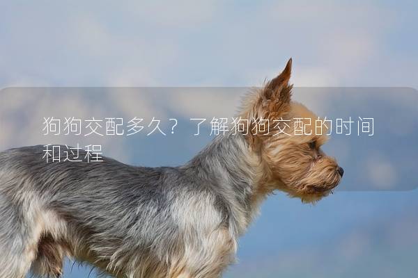 狗狗交配多久？了解狗狗交配的時間和過程